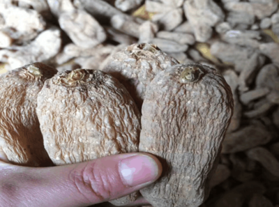 云南省昭通市天麻價(jià)格如何?