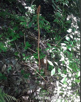 野生天麻 促銷活動(dòng)