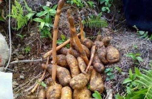 曾被奉為 神草 ,如今價(jià)格跌破100元,仍舊有人種植,你認(rèn)識(shí)嗎