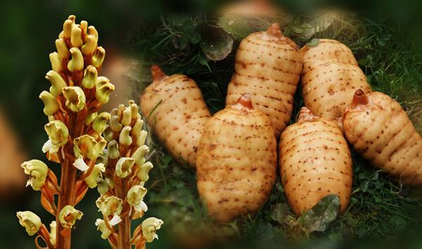 探秘藏藥no.35&mdash;天麻的功效與4種最佳吃法_騰訊網